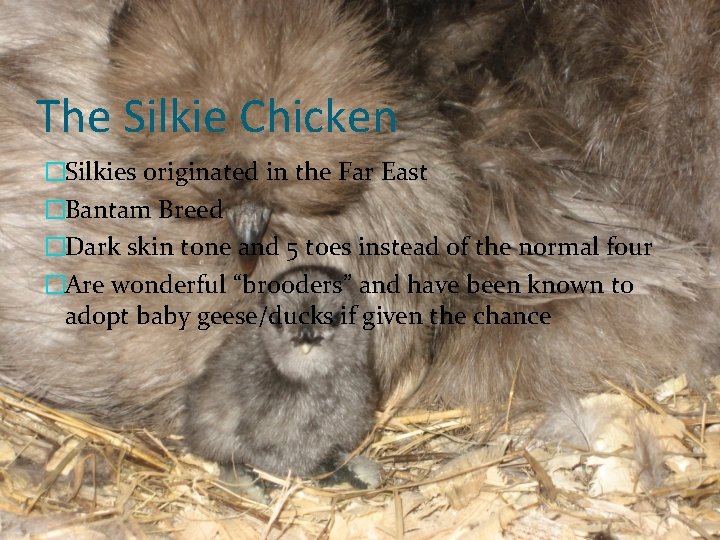 The Silkie Chicken �Silkies originated in the Far East �Bantam Breed �Dark skin tone