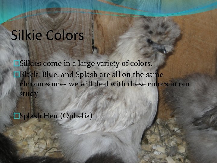 Silkie Colors �Silkies come in a large variety of colors. �Black, Blue, and Splash