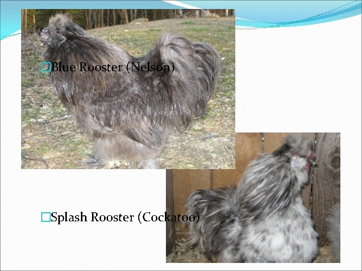 �Blue Rooster (Nelson) �Splash Rooster (Cockatoo) 