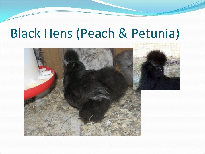 Black Hens (Peach & Petunia) 