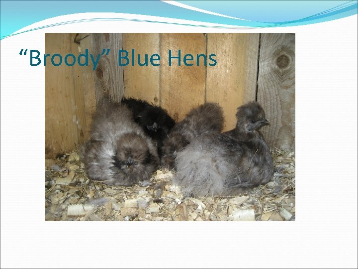 “Broody” Blue Hens 