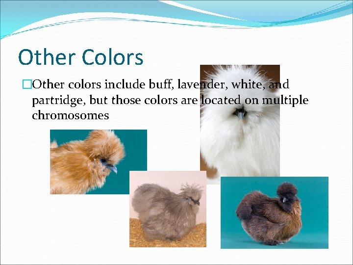 Other Colors �Other colors include buff, lavender, white, and partridge, but those colors are