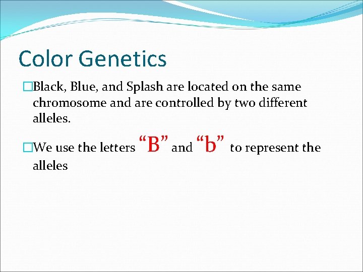 Color Genetics �Black, Blue, and Splash are located on the same chromosome and are