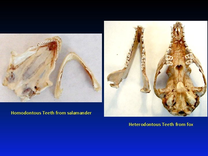 Homodontous Teeth from salamander Heterodontous Teeth from fox 