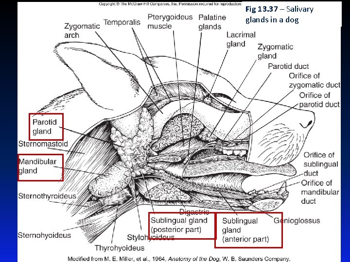 Fig 13. 37 – Salivary glands in a dog 