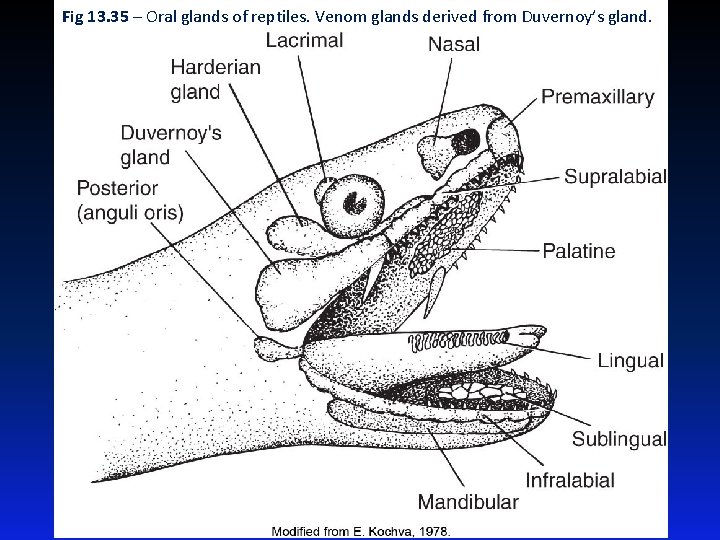 Fig 13. 35 – Oral glands of reptiles. Venom glands derived from Duvernoy’s gland.