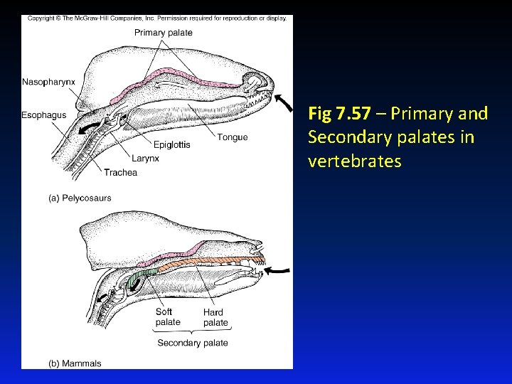 Fig 7. 57 – Primary and Secondary palates in vertebrates 