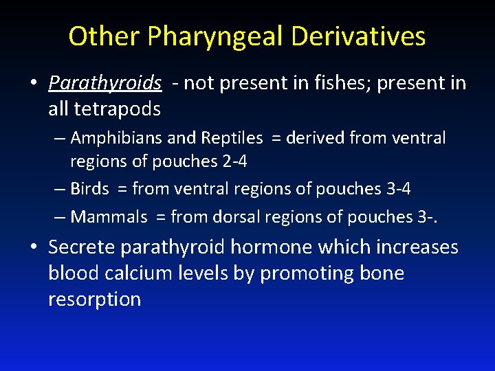 Other Pharyngeal Derivatives • Parathyroids - not present in fishes; present in all tetrapods