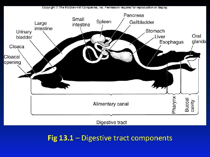 Figure 13. 1 Fig 13. 1 – Digestive tract components 