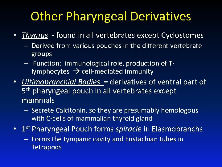 Other Pharyngeal Derivatives • Thymus - found in all vertebrates except Cyclostomes – Derived