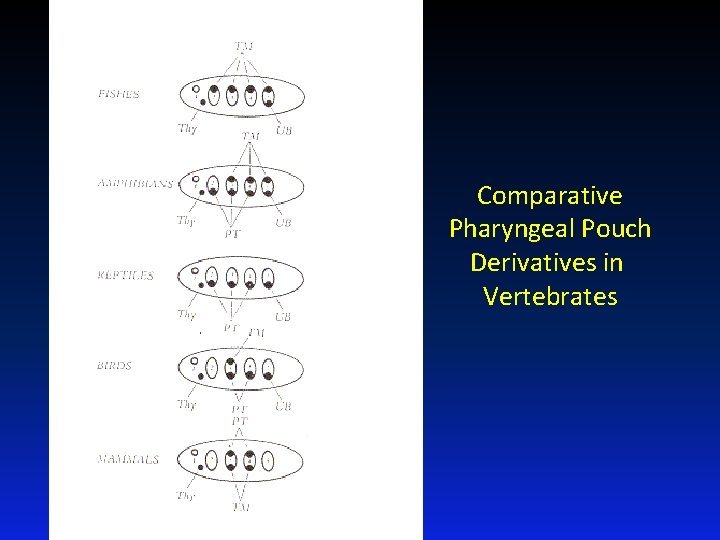 Comparative Pharyngeal Pouch Derivatives in Vertebrates 