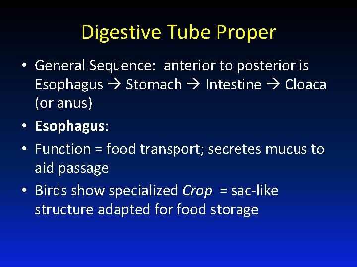 Digestive Tube Proper • General Sequence: anterior to posterior is Esophagus Stomach Intestine Cloaca