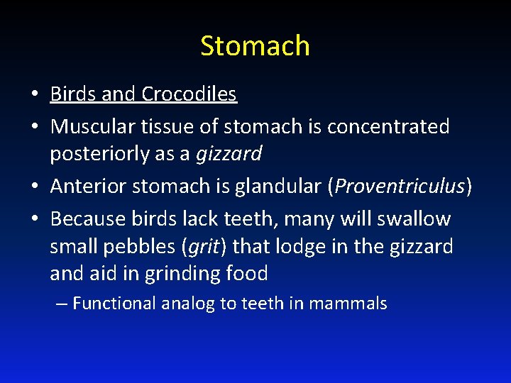 Stomach • Birds and Crocodiles • Muscular tissue of stomach is concentrated posteriorly as