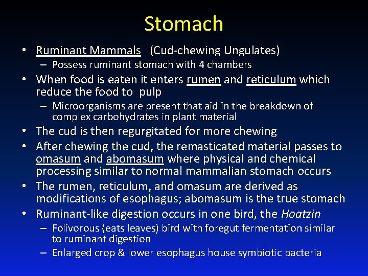 Stomach • Ruminant Mammals (Cud-chewing Ungulates) – Possess ruminant stomach with 4 chambers •