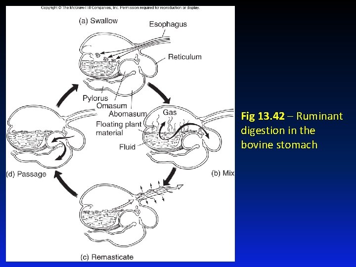 Fig 13. 42 – Ruminant digestion in the bovine stomach 