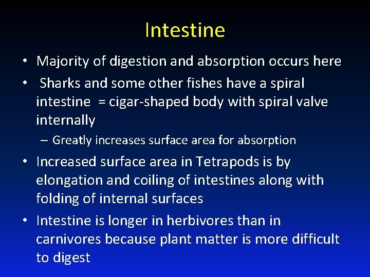 Intestine • Majority of digestion and absorption occurs here • Sharks and some other