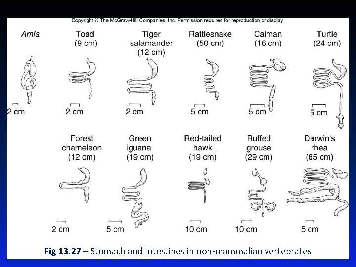 Fig 13. 27 – Stomach and Intestines in non-mammalian vertebrates 