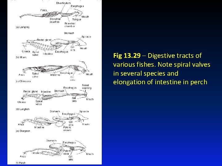 Fig 13. 29 – Digestive tracts of various fishes. Note spiral valves in several