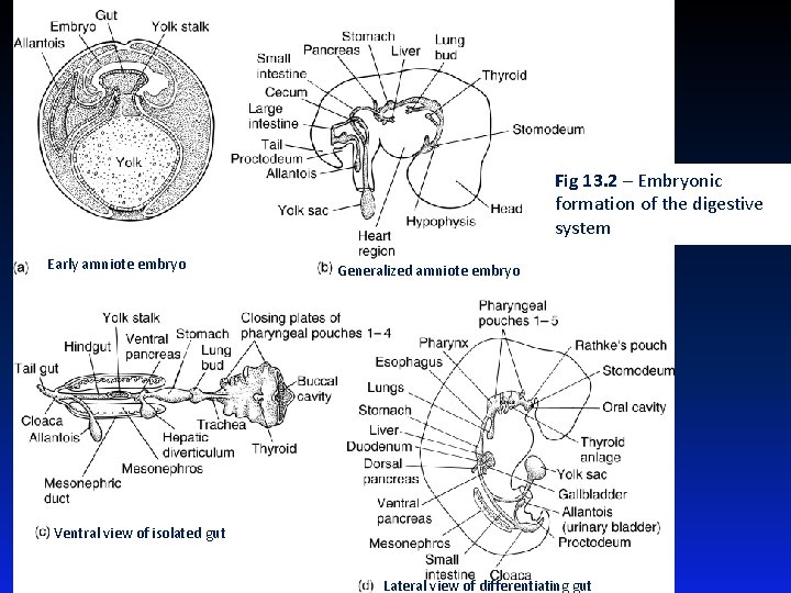 Figure 13. 2 Fig 13. 2 – Embryonic formation of the digestive system Early