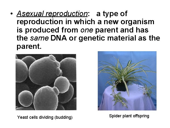  • Asexual reproduction: a type of reproduction in which a new organism is