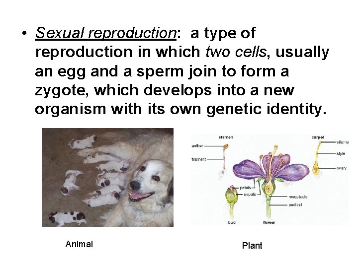  • Sexual reproduction: a type of reproduction in which two cells, usually an