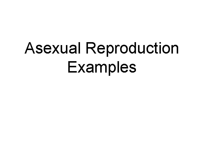 Asexual Reproduction Examples 