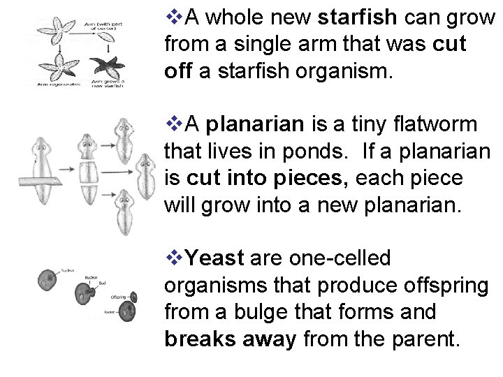 v. A whole new starfish can grow from a single arm that was cut
