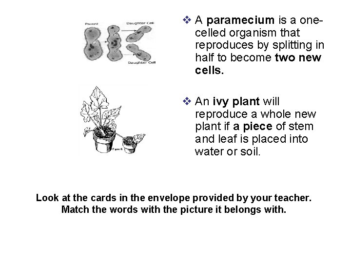 v A paramecium is a onecelled organism that reproduces by splitting in half to