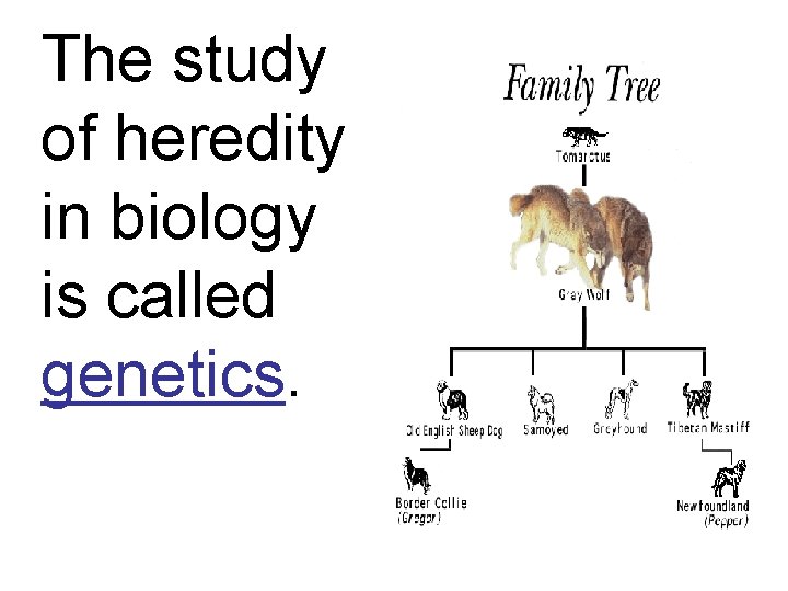 The study of heredity in biology is called genetics. 