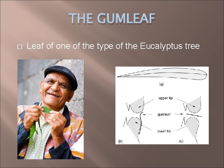 THE GUMLEAF � Leaf of one of the type of the Eucalyptus tree 