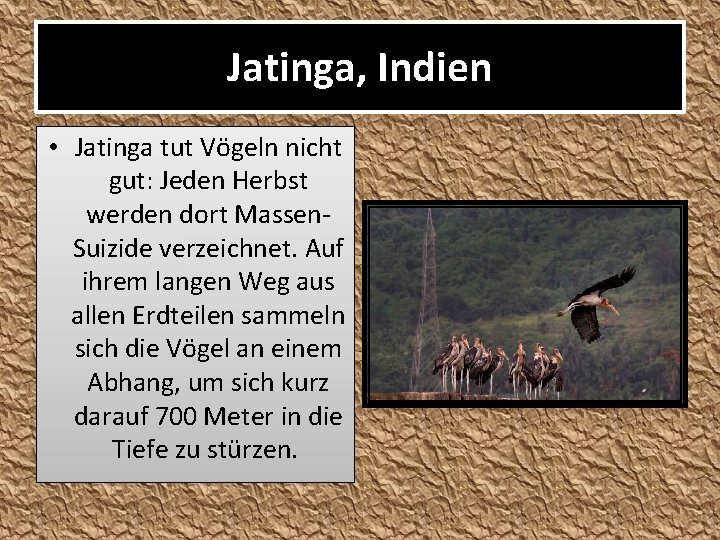 Jatinga, Indien • Jatinga tut Vögeln nicht gut: Jeden Herbst werden dort Massen. Suizide