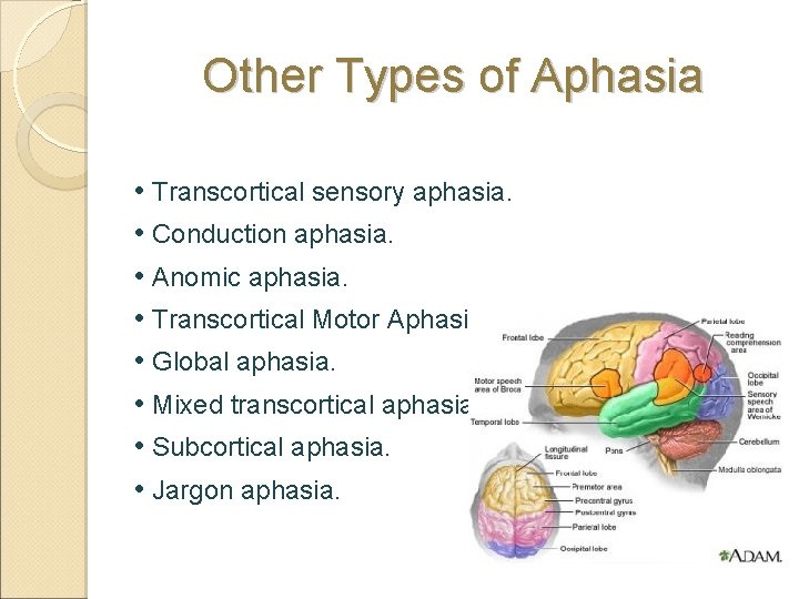 Other Types of Aphasia • Transcortical sensory aphasia. • Conduction aphasia. • Anomic aphasia.