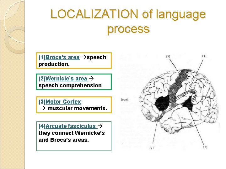 LOCALIZATION of language process (1)Broca’s area speech production. (2)Wernicle’s area speech comprehension (3)Motor Cortex