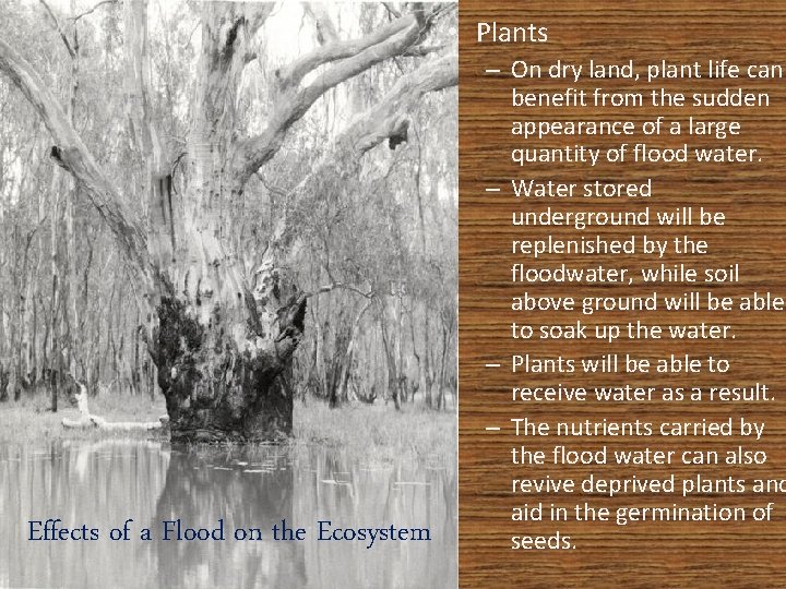  • Plants Effects of a Flood on the Ecosystem – On dry land,