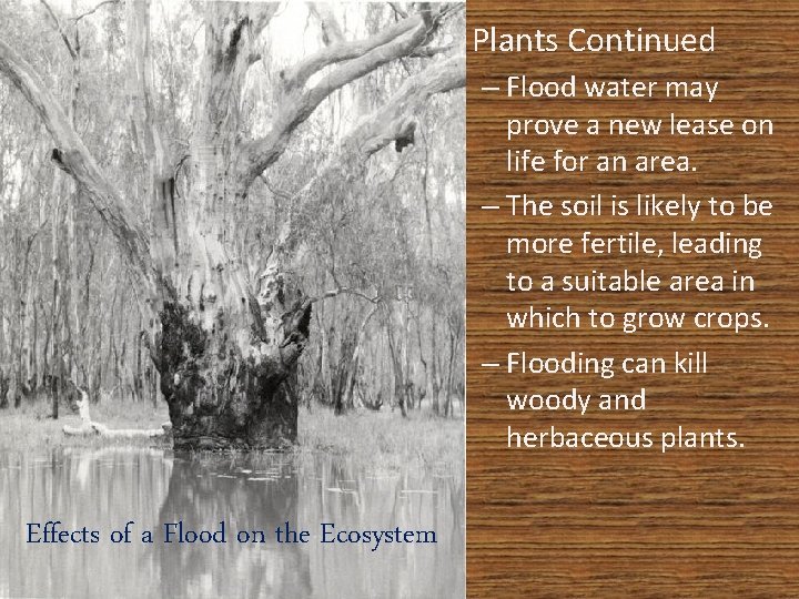  • Plants Continued – Flood water may prove a new lease on life