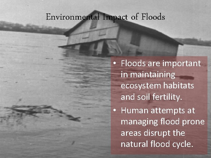 Environmental Impact of Floods • Floods are important in maintaining ecosystem habitats and soil