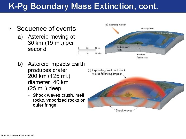 K-Pg Boundary Mass Extinction, cont. • Sequence of events a) Asteroid moving at 30