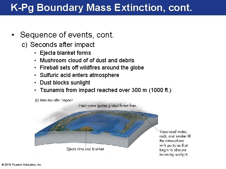 K-Pg Boundary Mass Extinction, cont. • Sequence of events, cont. c) Seconds after impact
