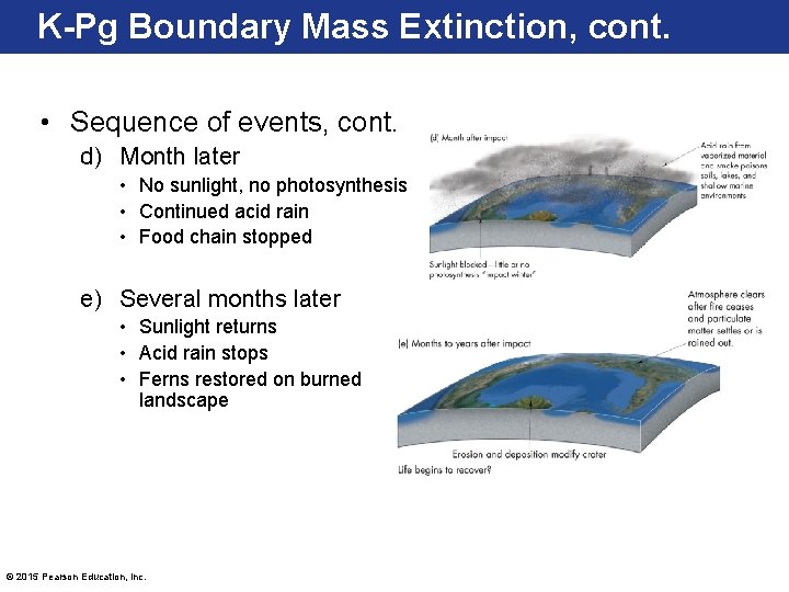 K-Pg Boundary Mass Extinction, cont. • Sequence of events, cont. d) Month later •