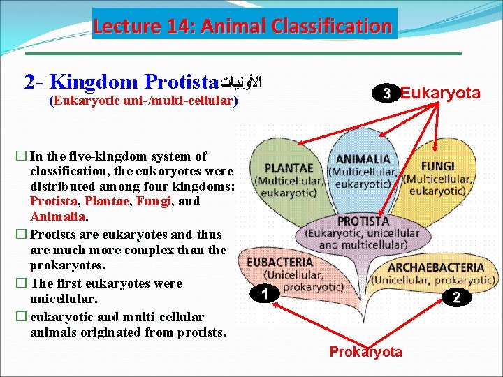 Lecture 14: Animal Classification 2 - Kingdom Protista ﺍﻷﻮﻟﻴﺎﺕ (Eukaryotic uni-/multi-cellular) � In the