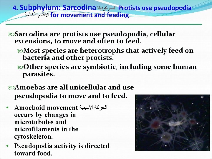 4. Subphylum: Sarcodina ﺍﻟﺴﺮﻛﻮﺩﻳﻨﺎ Protists use pseudopodia ﺍﻷﻘﺪﺍﻡ ﺍﻟﻜﺎﺫﺑﺔ for movement and feeding Sarcodina