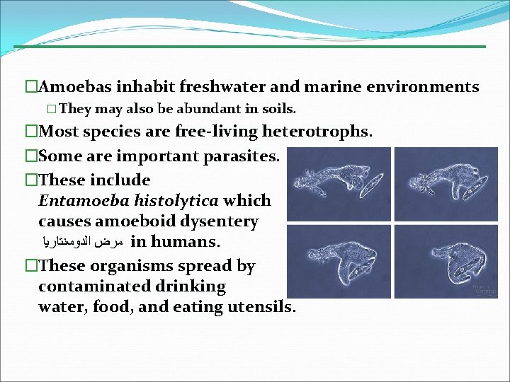 �Amoebas inhabit freshwater and marine environments � They may also be abundant in soils.
