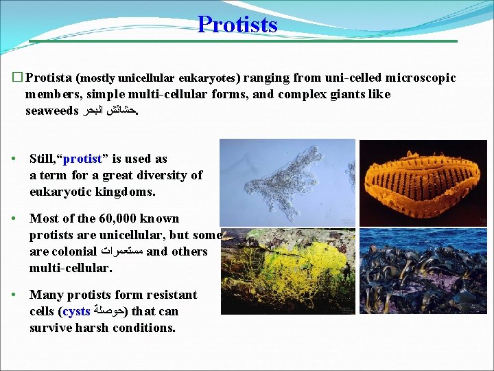 Protists � Protista (mostly unicellular eukaryotes) ranging from uni-celled microscopic members, simple multi-cellular forms,