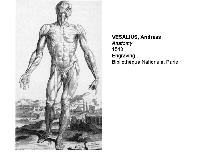 VESALIUS, Andreas Anatomy 1543 Engraving Bibliothèque Nationale, Paris 