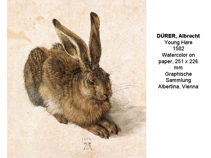 DÜRER, Albrecht Young Hare 1502 Watercolor on paper, 251 x 226 mm Graphische Sammlung
