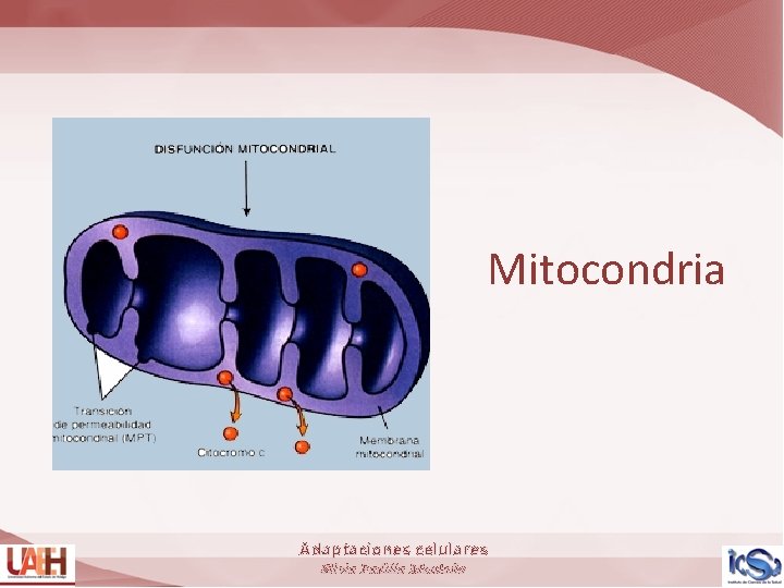 Mitocondria Adaptaciones celulares Silvia Padilla Montaño 