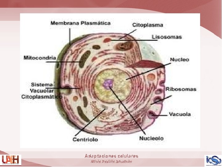Adaptaciones celulares Silvia Padilla Montaño 