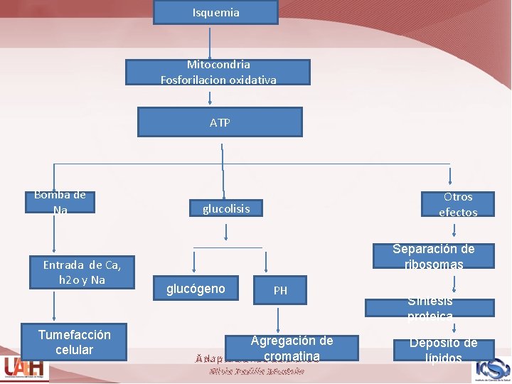 Isquemia Mitocondria Fosforilacion oxidativa ATP Bomba de Na Entrada de Ca, h 2 o