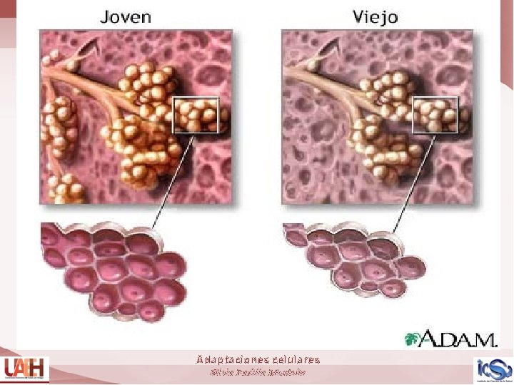 Adaptaciones celulares Silvia Padilla Montaño 