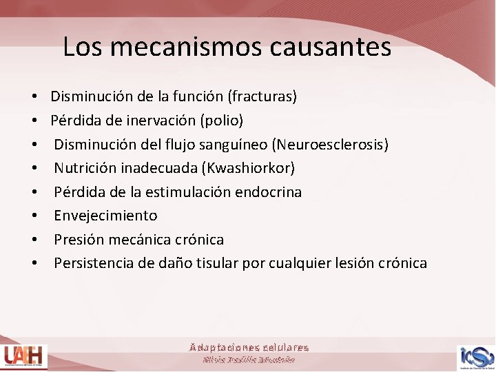  • • Los mecanismos causantes Disminución de la función (fracturas) Pérdida de inervación